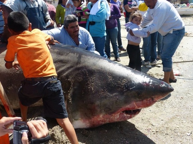 2,000 pound Great White Shark Is Caught In Mexico