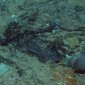Titanic Human remains