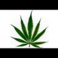To Legalize Marijuana or Not