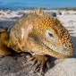 Galapagos Islands Iguana