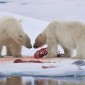 Polar bears Eating Each Other - Cannibalism